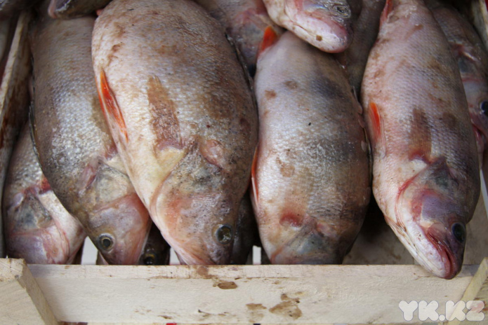 Эх, хвост, чешуя (+фото)